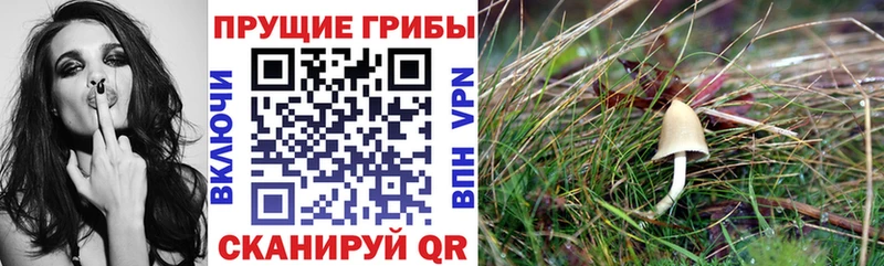 Псилоцибиновые грибы мухоморы  Новосокольники 